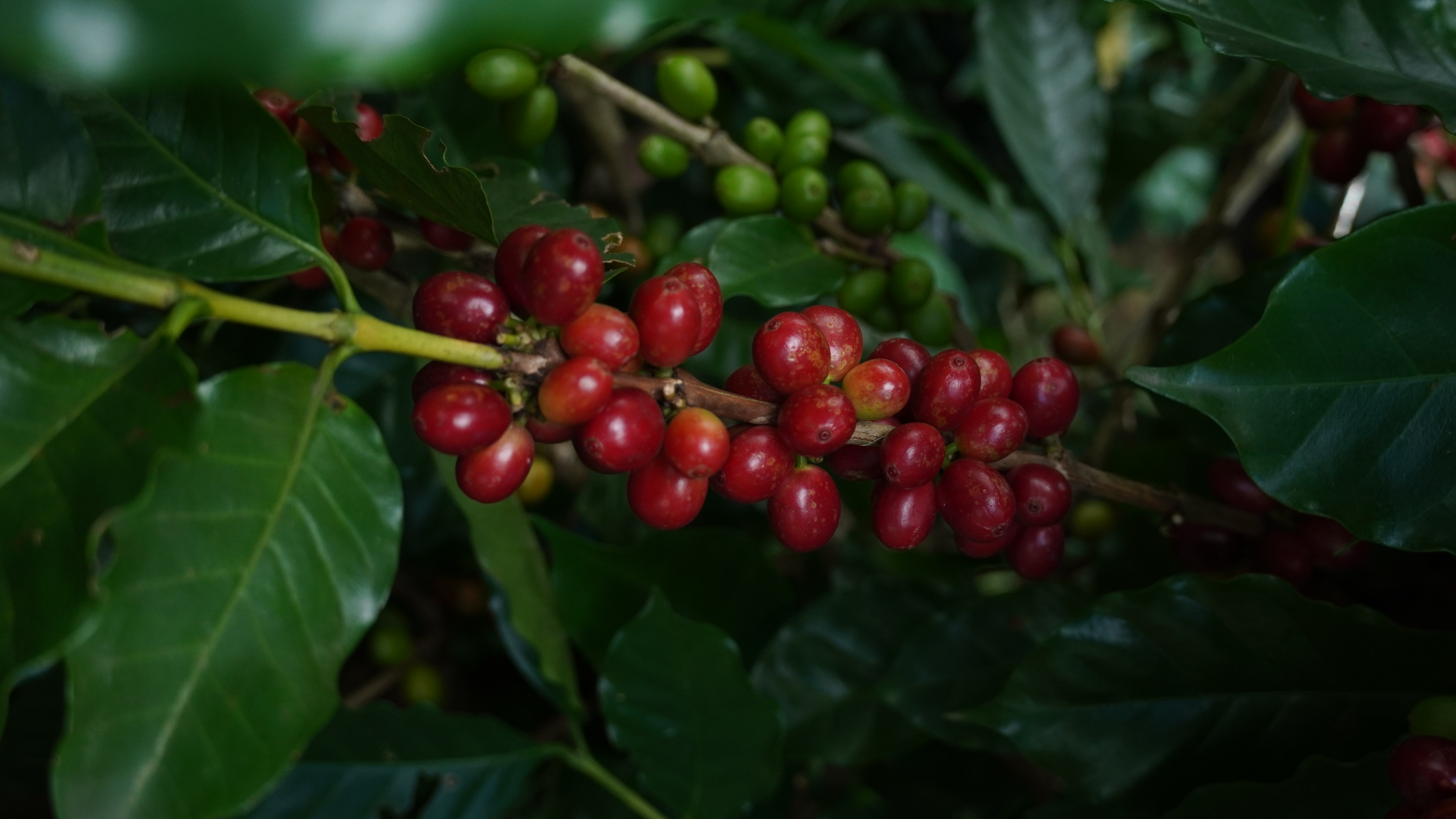 finca-milagro
