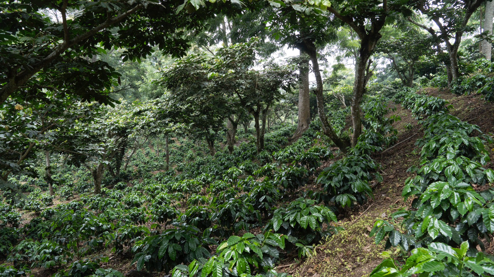 finca